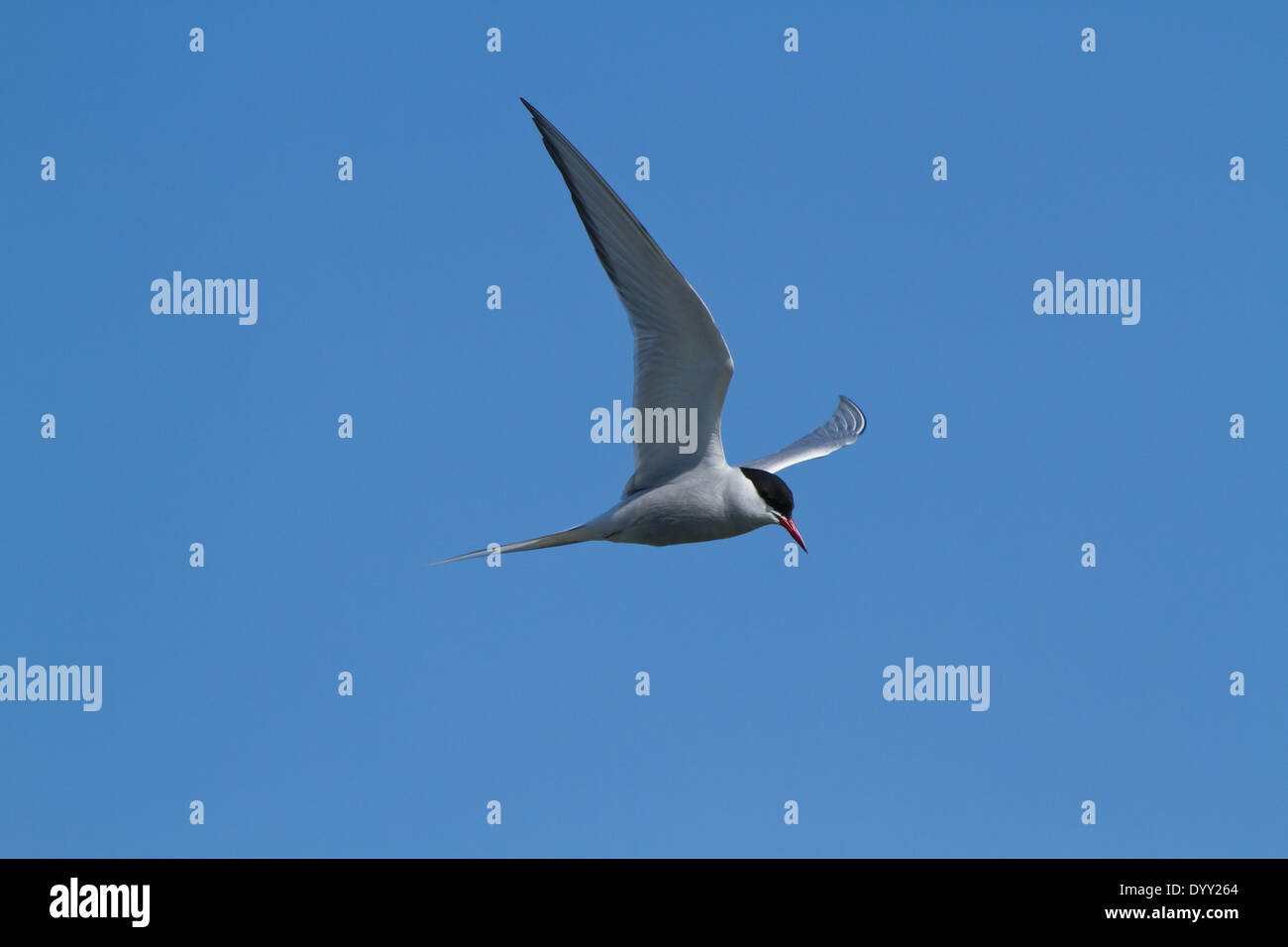 La sterne pierregarin (Sterna hirundo), un oiseau dans la famille des Laridés de sternes. Banque D'Images