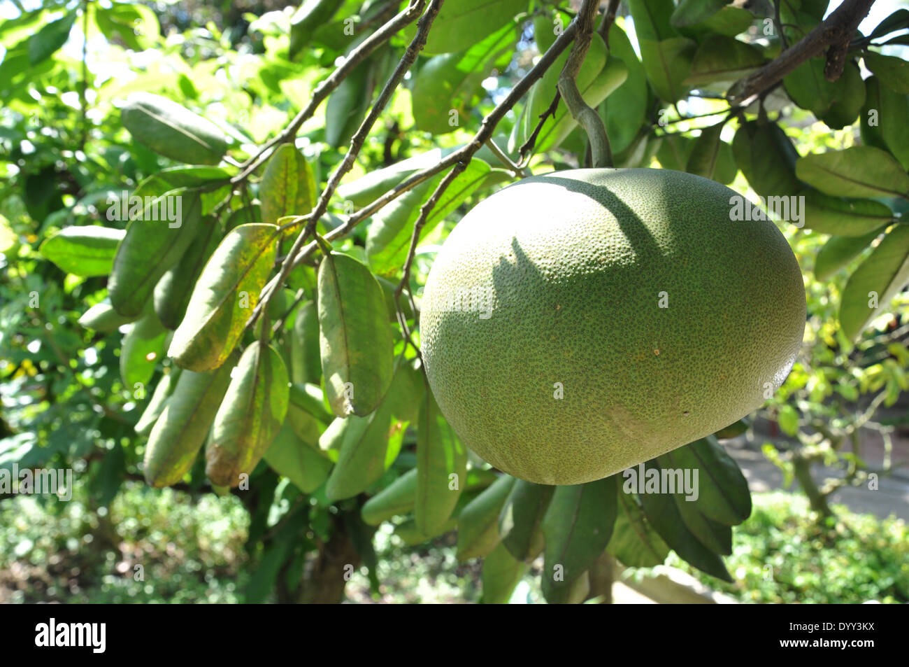 Pomelo Fruit sur un arbre dans le Delta du Fleuve Rouge au Vietnam Banque D'Images