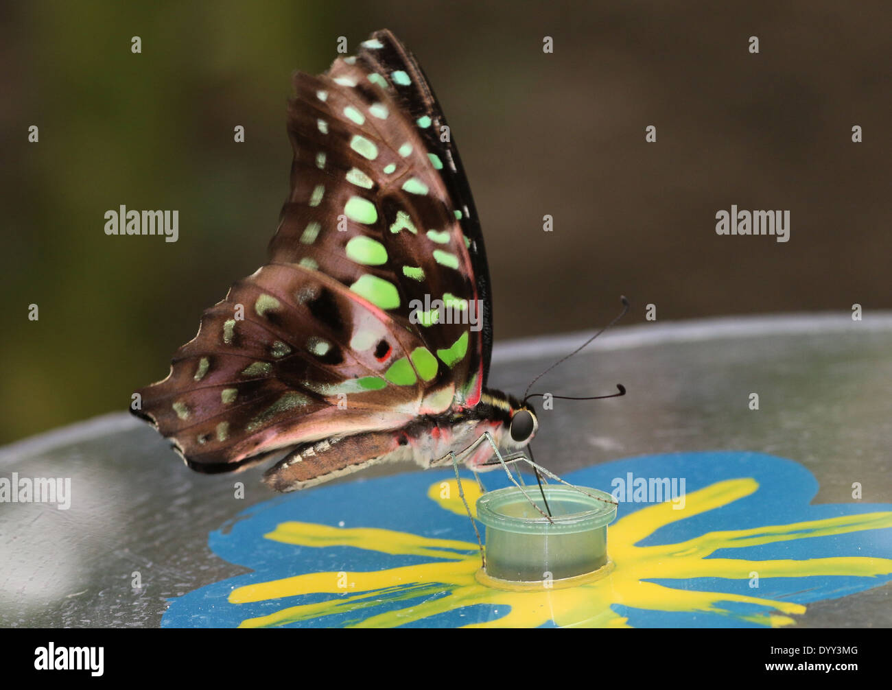 Vert queue Jay Butterfly (Graphium agamemnon) alias Triangle vert ou vert-Triangle tacheté Banque D'Images