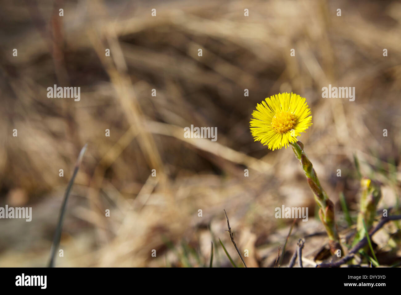 Coltsfoot au printemps au milieu de l'herbe flétrie de l'année dernière en Finlande Banque D'Images