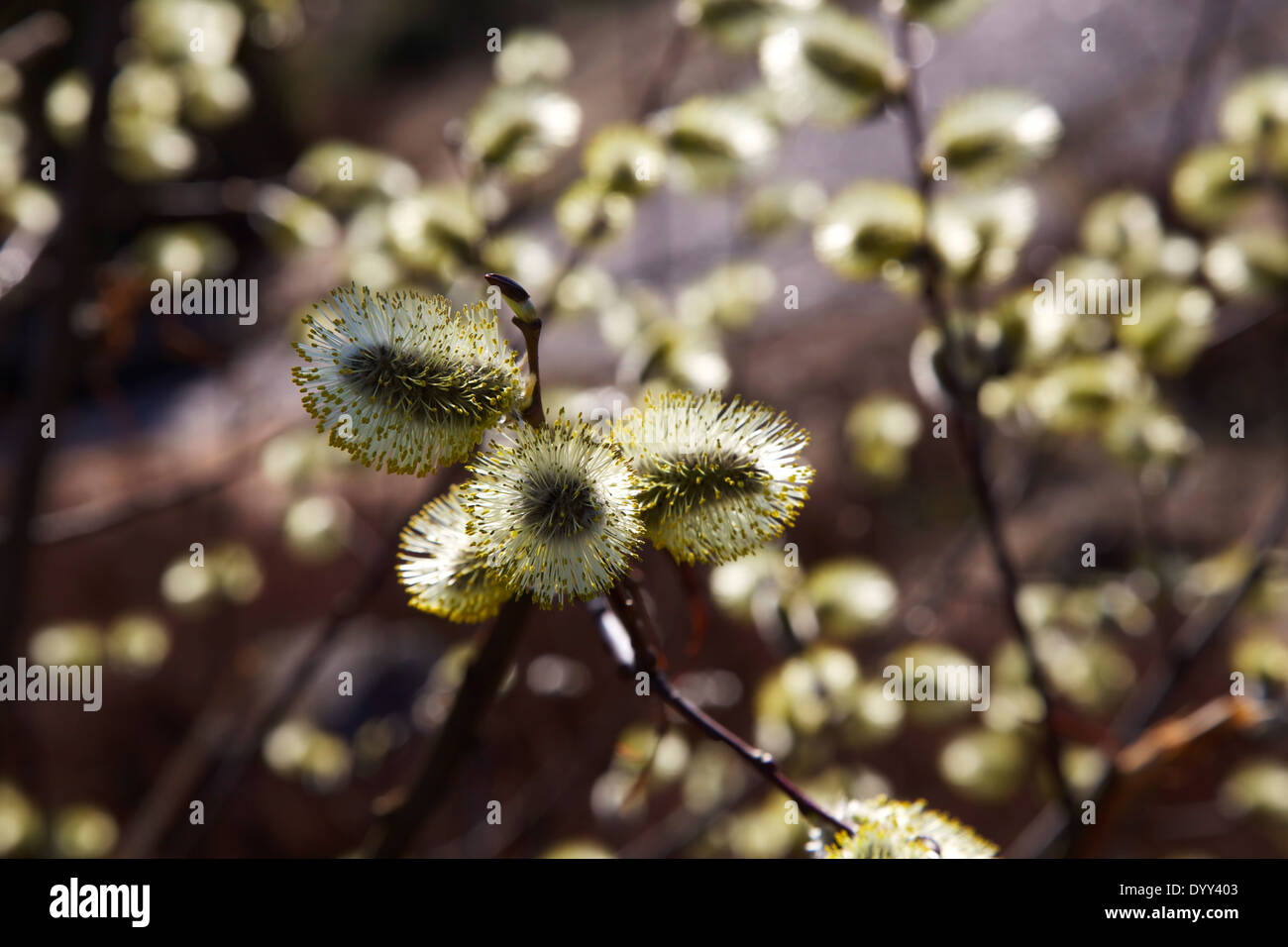 Branches de saule de fleurs de saules chatte au printemps en Finlande Banque D'Images