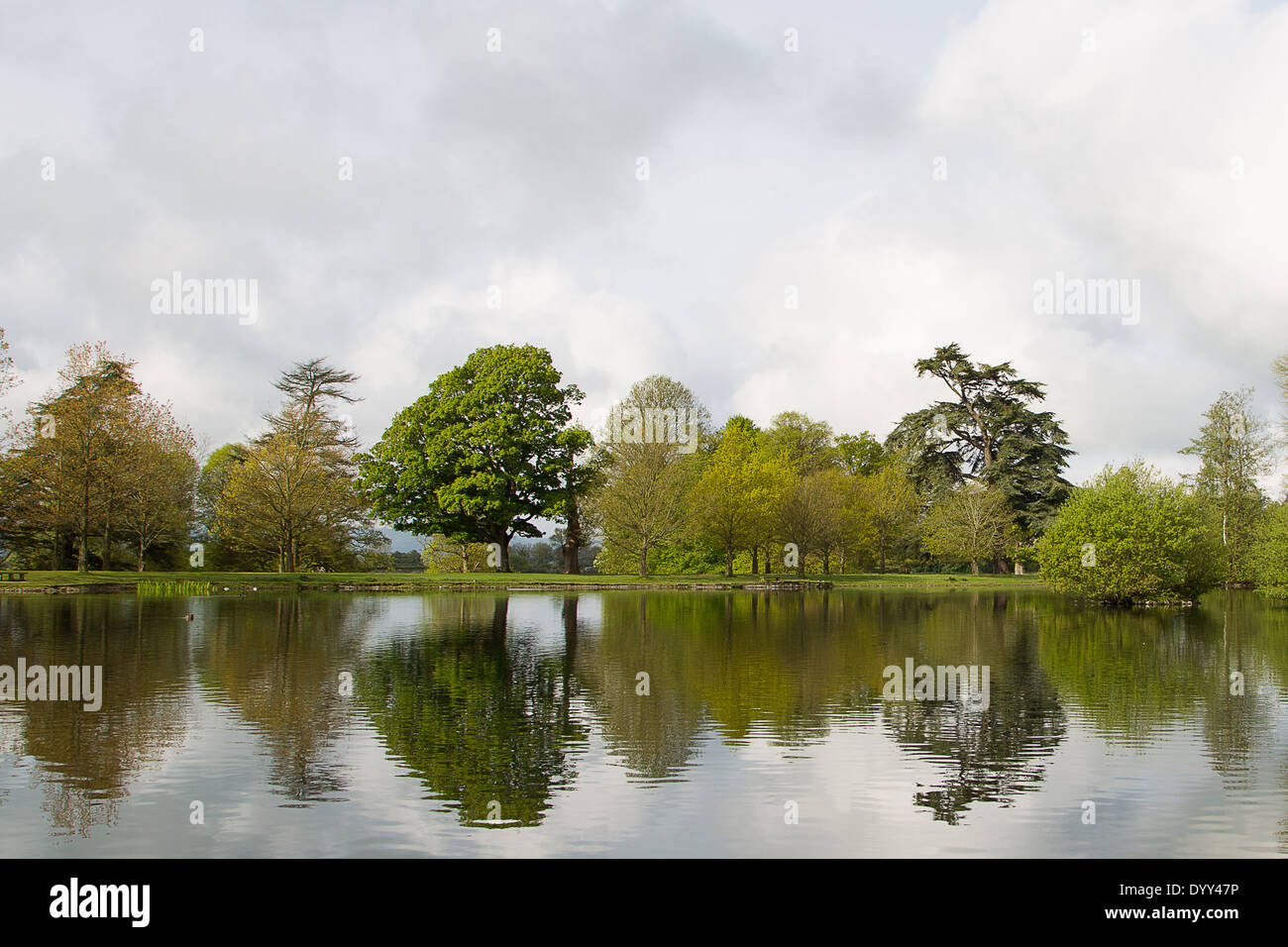 Une vue sur un lac dans la région de Petworth Park West Sussex. Photographie par Paul Terry Banque D'Images