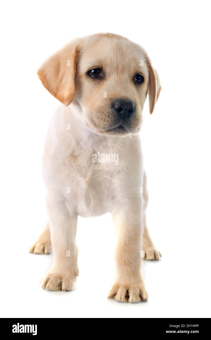 Chiot de race labrador retriever dans un studio Banque D'Images Chiot de race labrador retriever dans un studio Banque D'Images