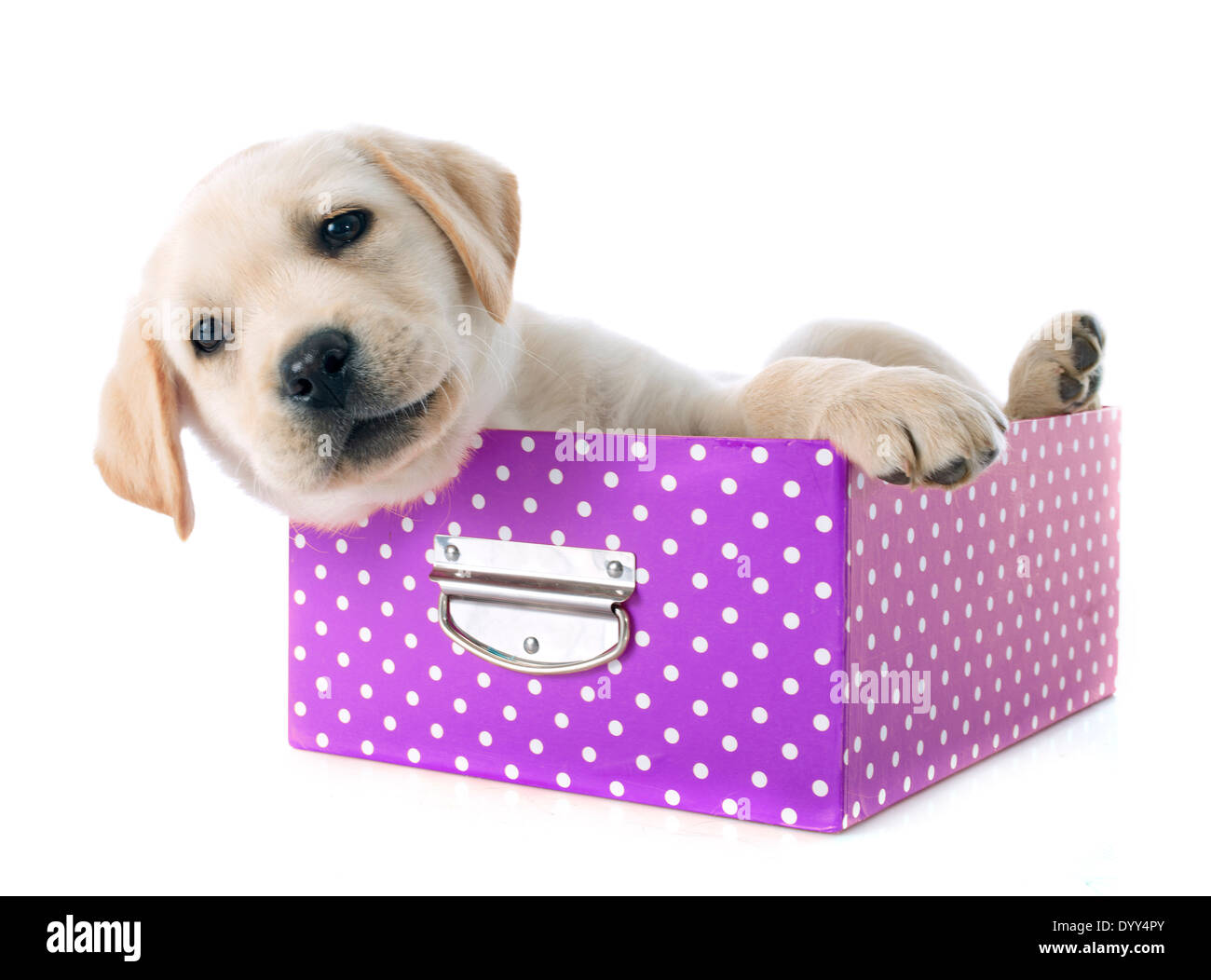 Chiot de race labrador retriever et fort dans un studio Banque D'Images Chiot de race labrador retriever et fort dans un studio Banque D'Images