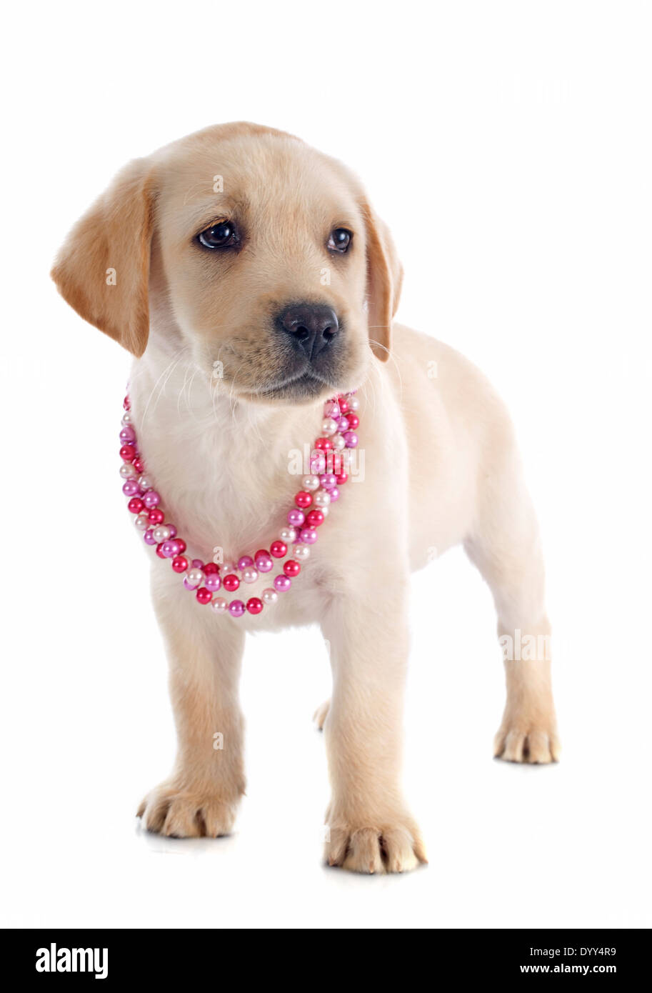 Chiot de race labrador retriever dans un studio Banque D'Images Chiot de race labrador retriever dans un studio Banque D'Images
