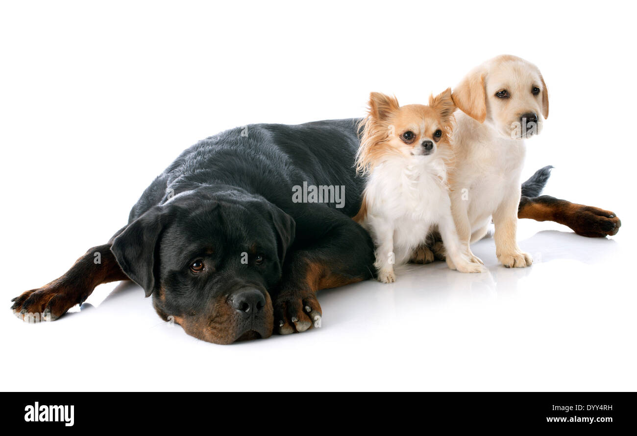 Chiot de race labrador retriever, Chihuahua et rottweiler dans un studio Banque D'Images Chiot de race labrador retriever, Chihuahua et rottweiler dans un studio Banque D'Images