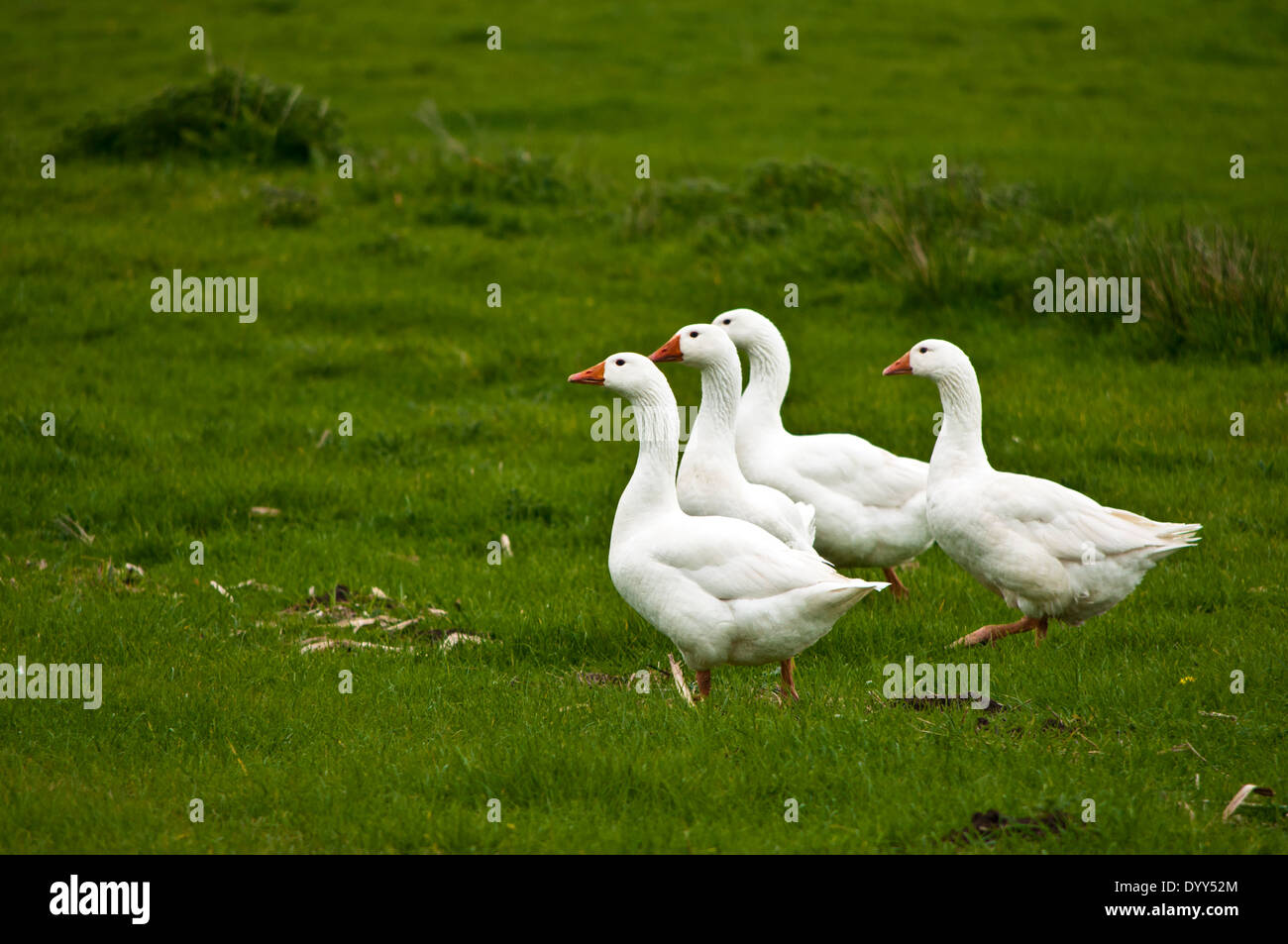 Troupeau d'oies blanches entrant dans l'eau de la rivière Wensum Banque D'Images