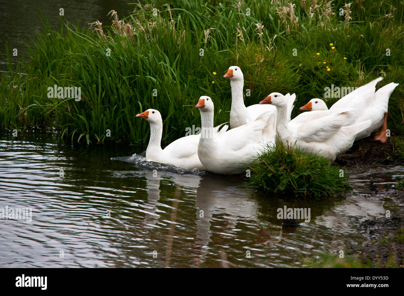 Troupeau d'oies blanches entrant dans l'eau de la rivière Wensum Banque D'Images