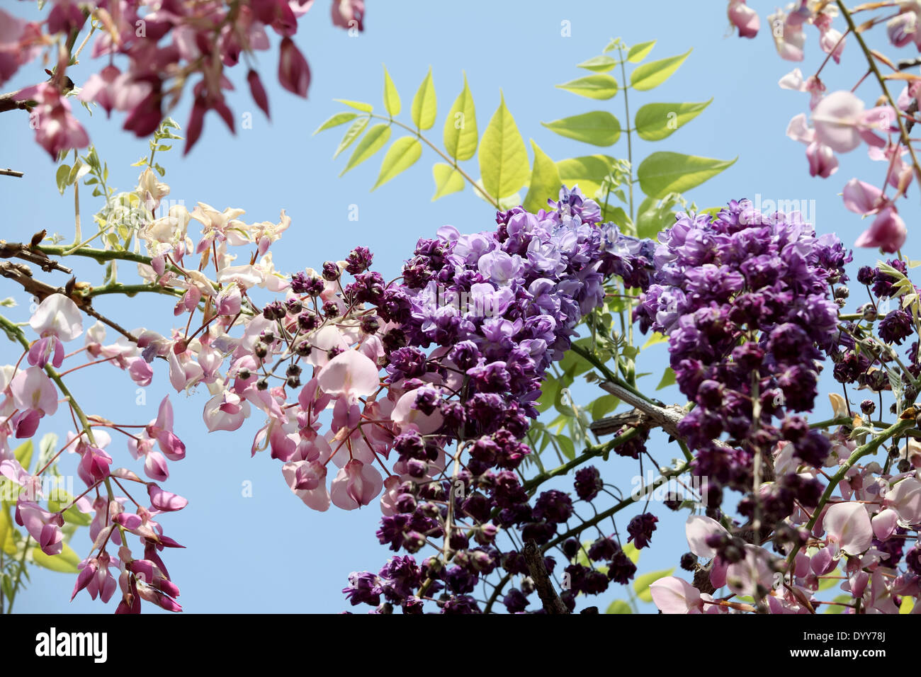 Les fleurs de glycine contre le ciel bleu clair Banque D'Images