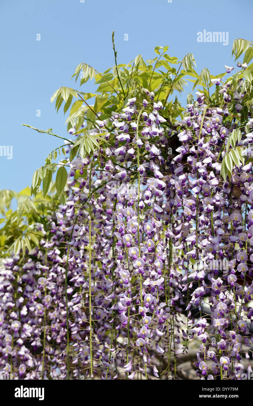 Les fleurs de glycine contre le ciel bleu clair Banque D'Images