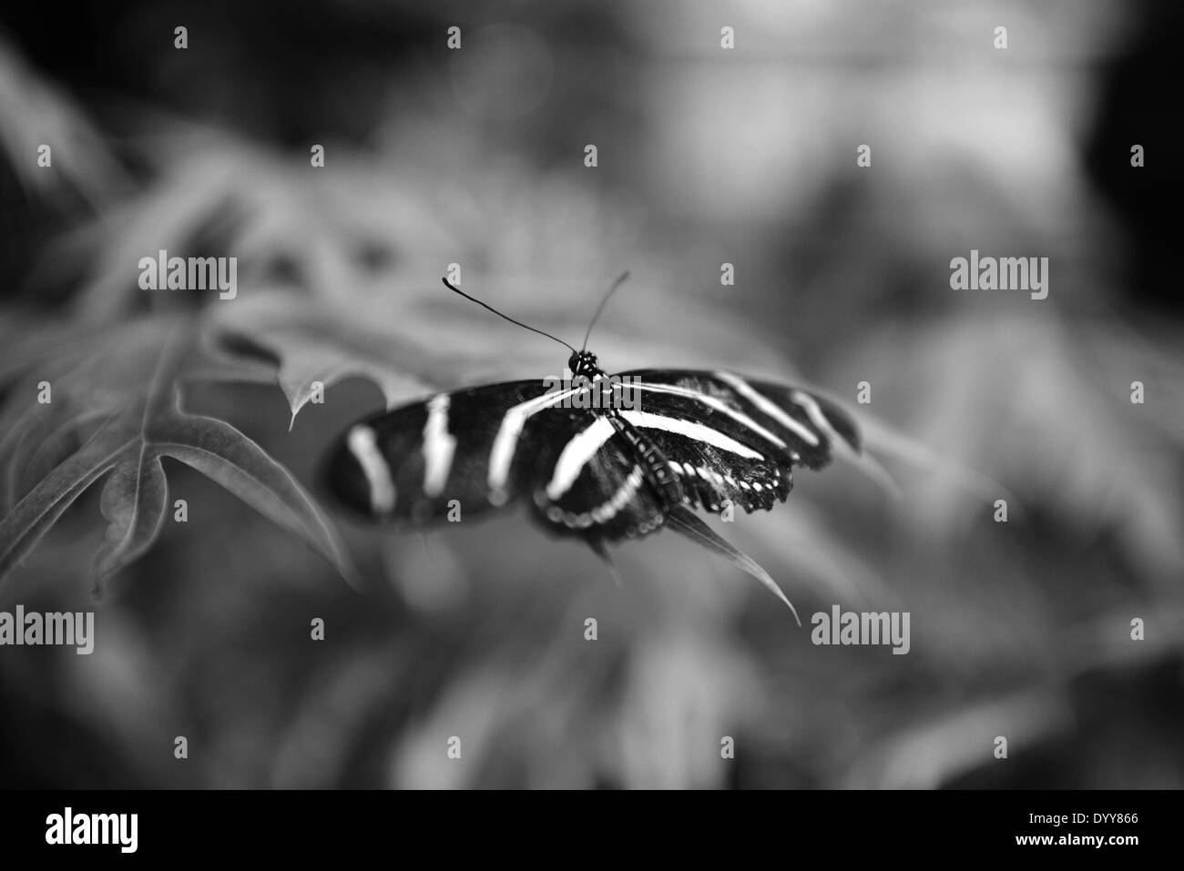 Gros plan noir et blanc d'une longue aile de papillon Zebra au San Diego Zoo Safari Park / © Craig M. Eisenberg Banque D'Images