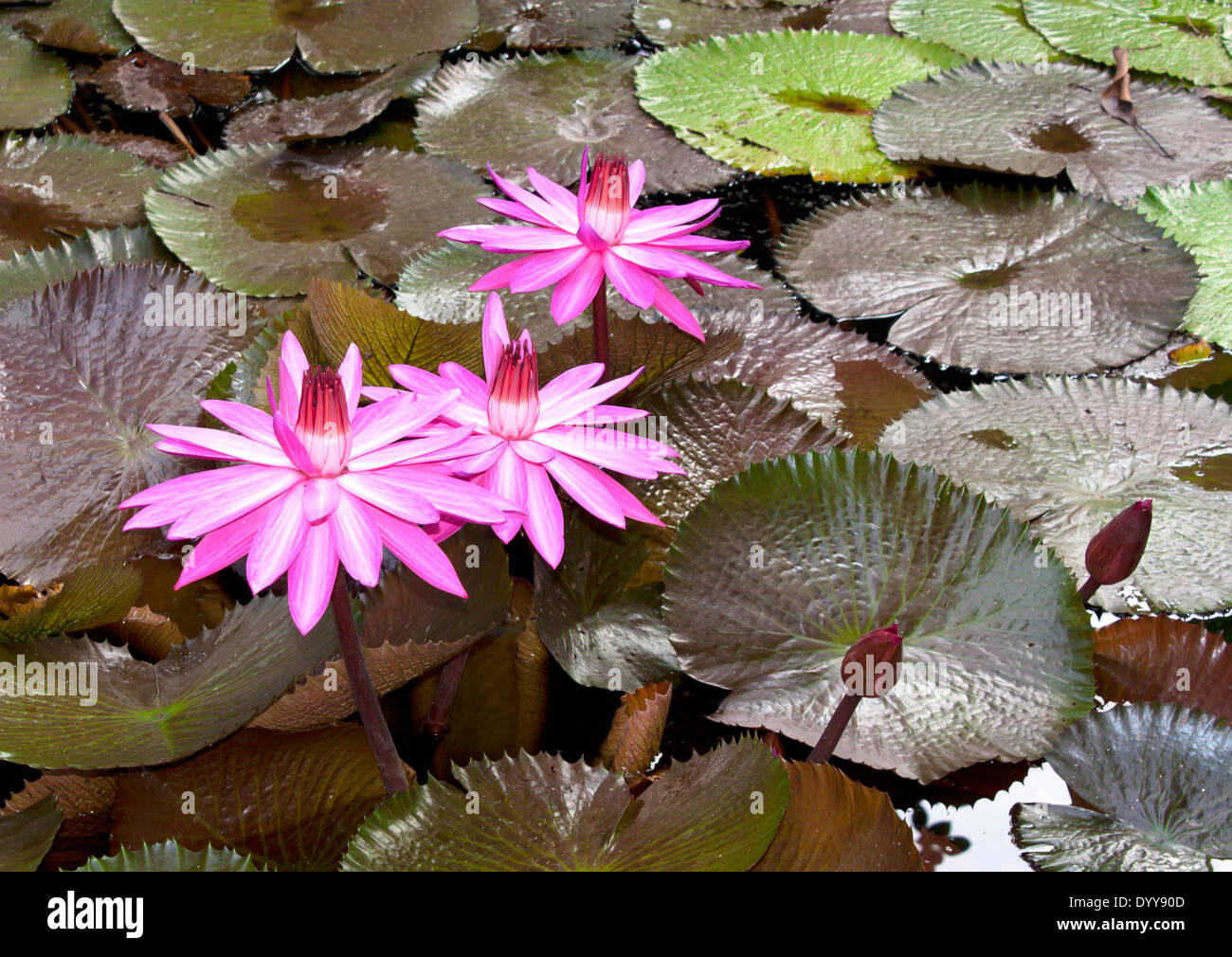 Fond de fleurs de lotus s'épanouissent dans les marais naturels. Banque D'Images