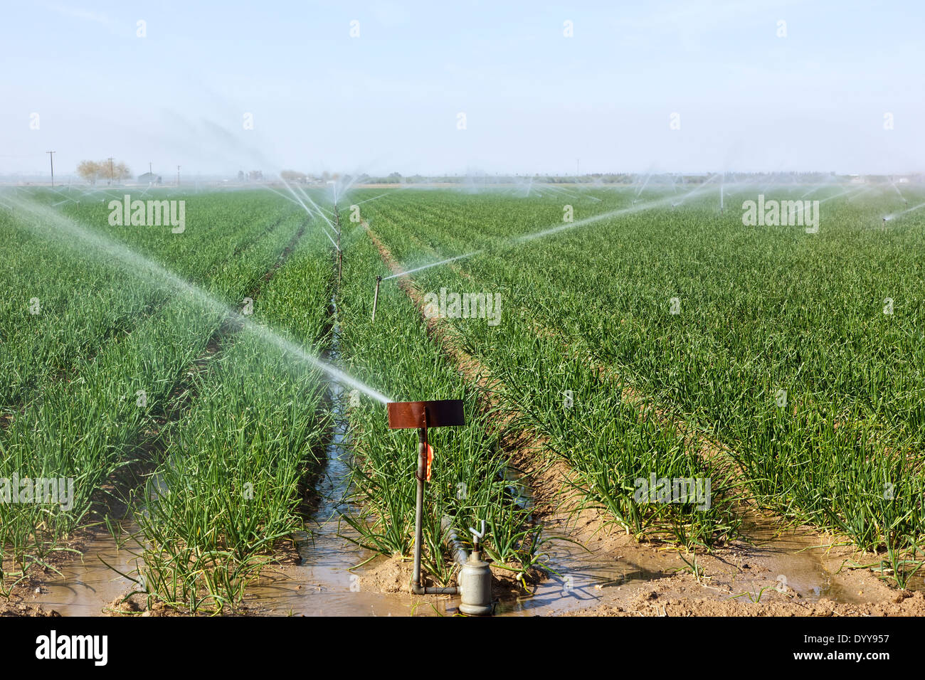 Champ 'oignon Allium cepa' l'irrigation par aspersion. Banque D'Images