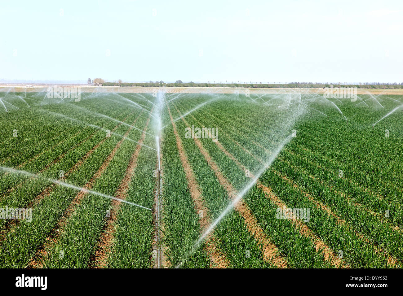 Irrigation Par Aspersion Banque De Photographies Et D images Haute Irrigation Par Aspersion Banque De Photographies Et D images Haute