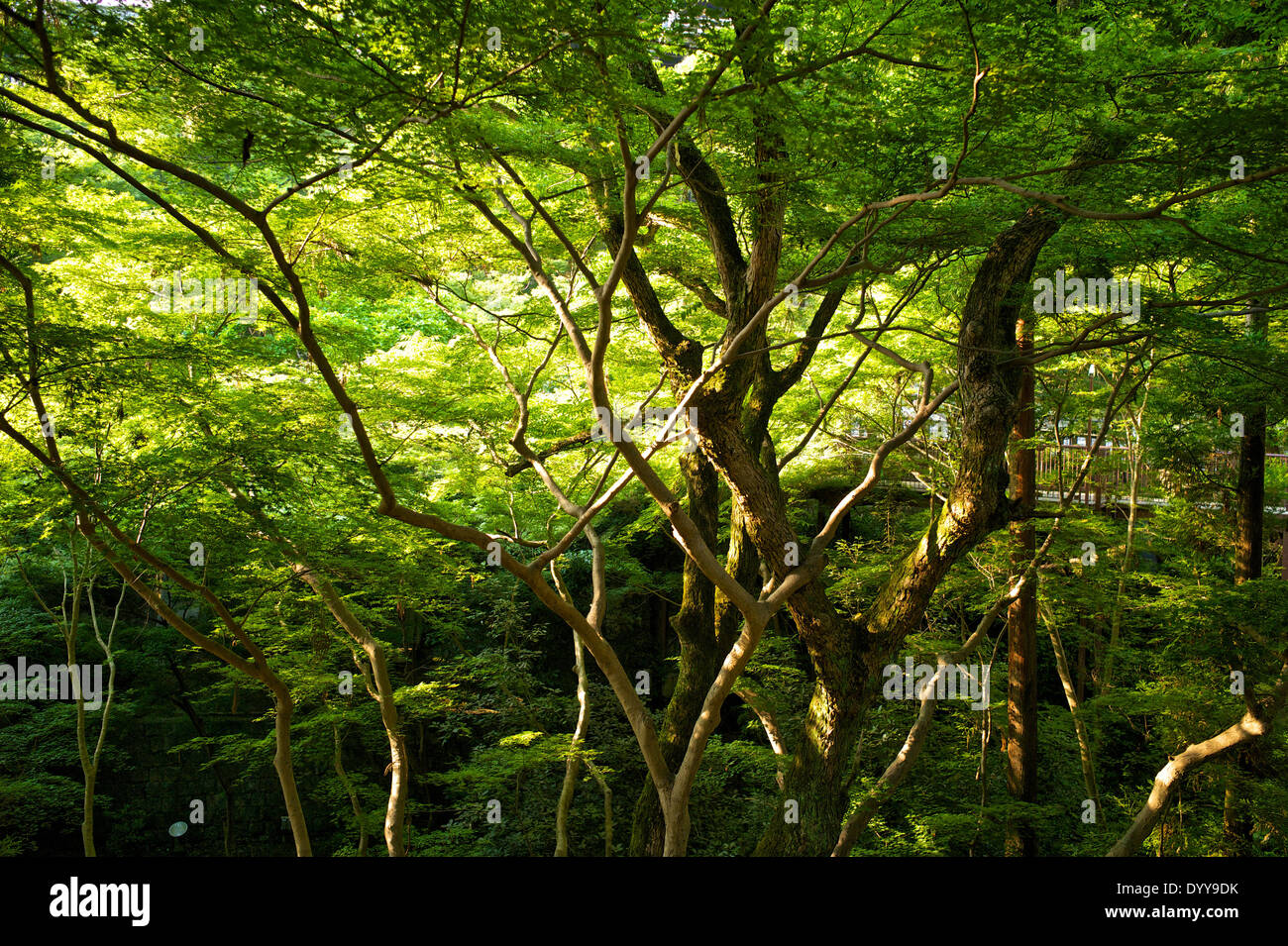 La forêt, le temple Kiyomizu-dera. Banque D'Images