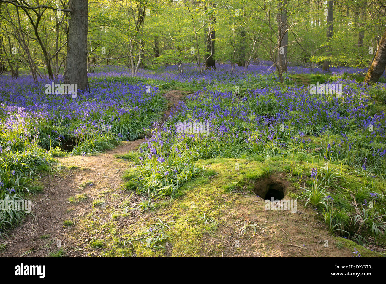 Sett blaireau dans un bois bluebell. UK Banque D'Images