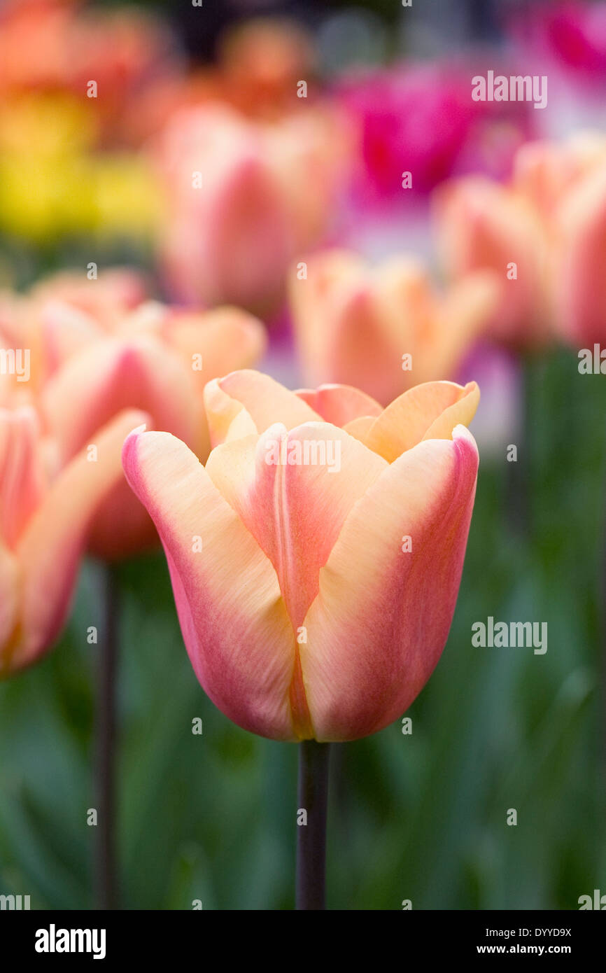 Tulipa 'Apricot Foxx' dans le jardin. Banque D'Images