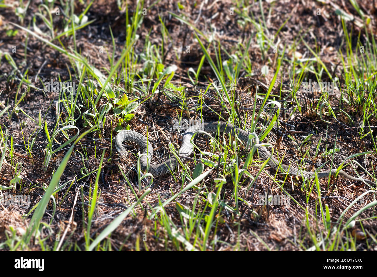 Grass snake ou serpent annelé ou Natrix natrix sur le terrain au printemps Banque D'Images