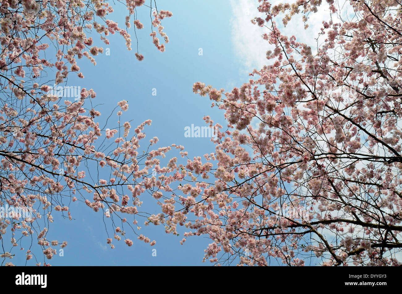 Les fleurs de cerisier avec ciel bleu Banque D'Images