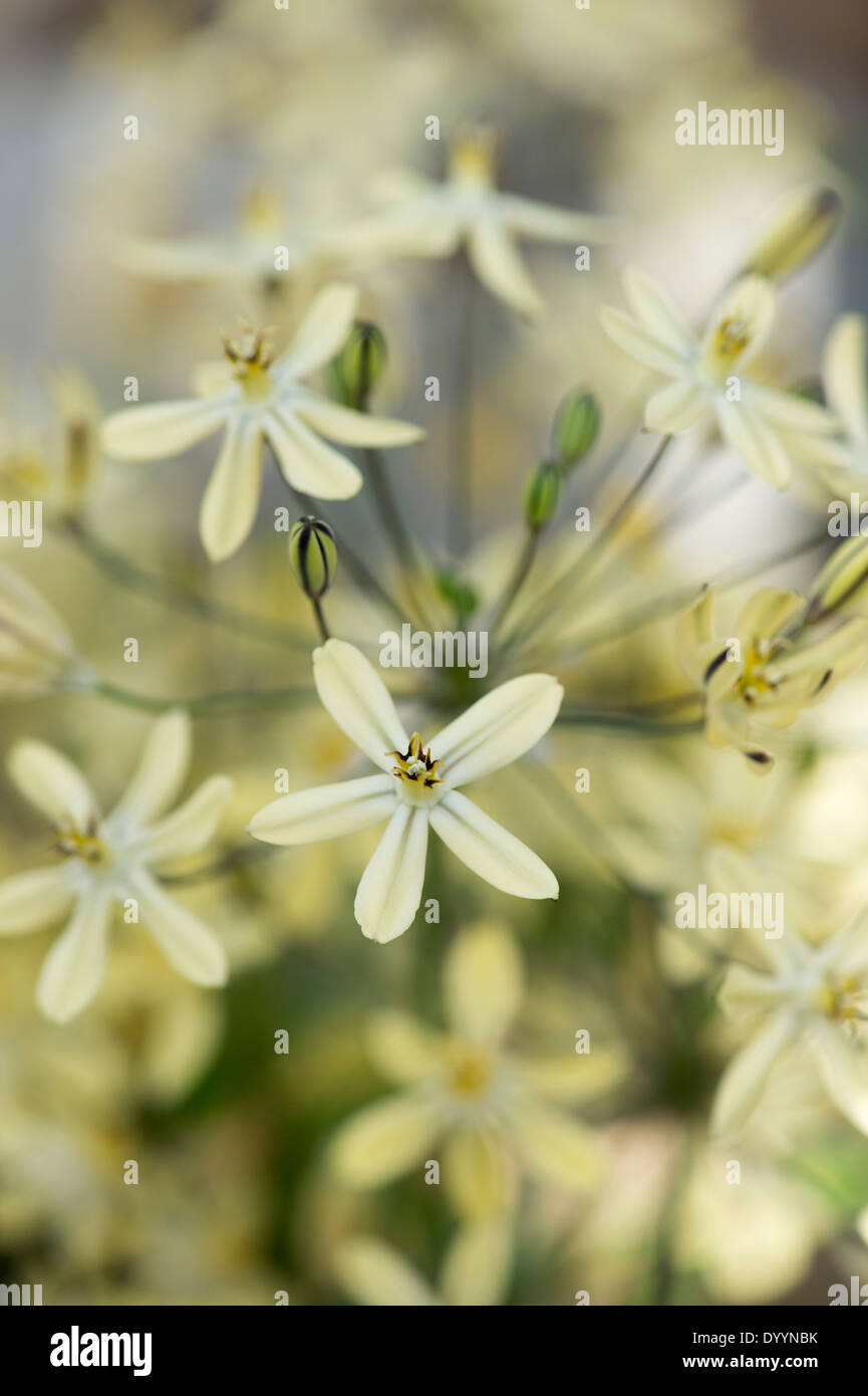 Le Triteleia 'Starlight' Ixioides fleurs Banque D'Images