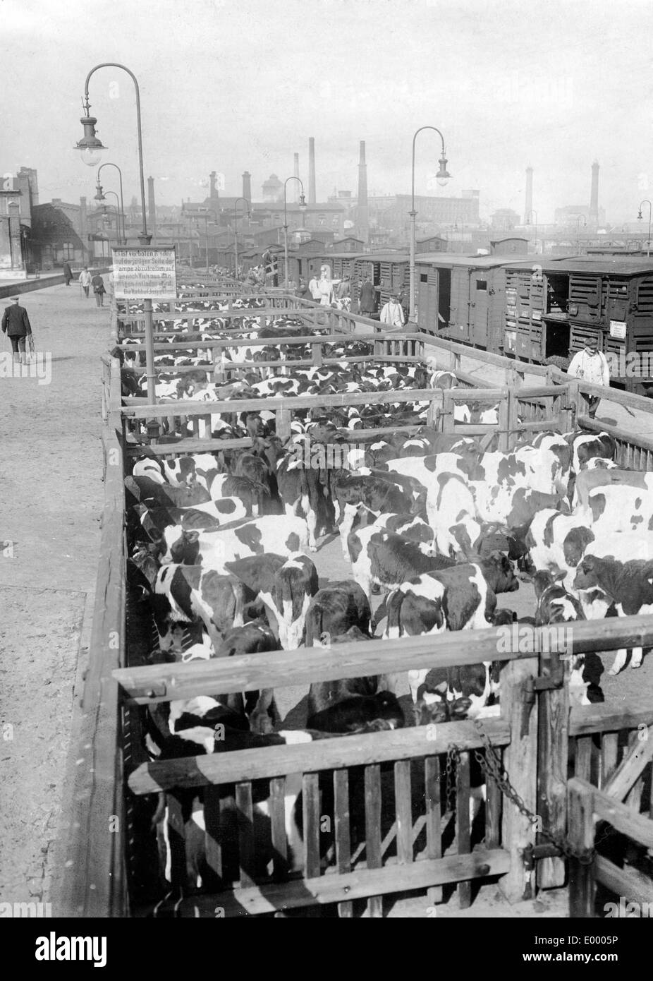 Livraison de bovins à Berlin, 1917 Banque D'Images