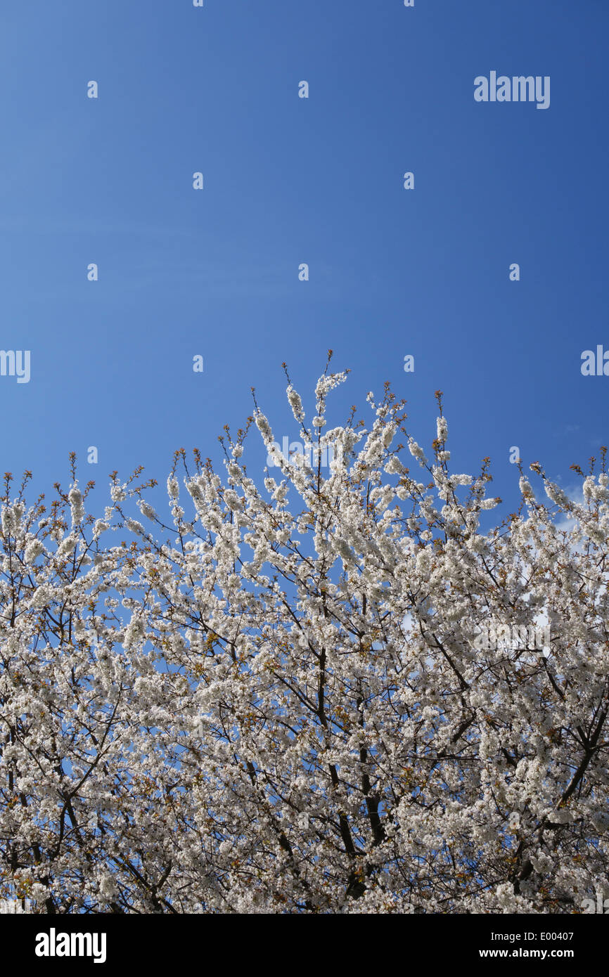 Un cerisier en fleurs au printemps. C'est prunus avium, également appelé de cerise sauvage, cerise, bird cherry ou gean - UK Banque D'Images