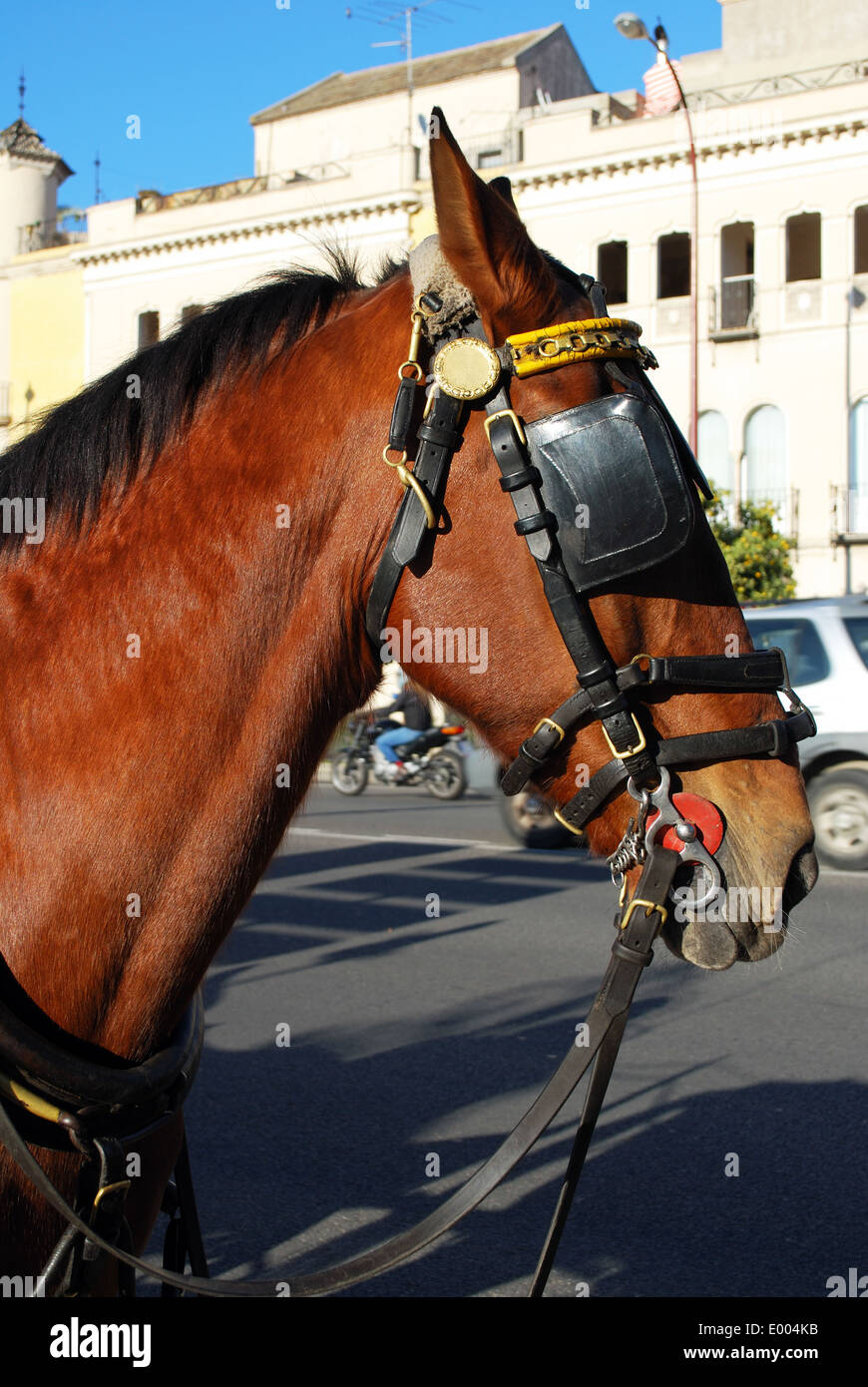 Tête de cheval et un mors, Séville, Séville, Andalousie, province de l'Espagne. Banque D'Images