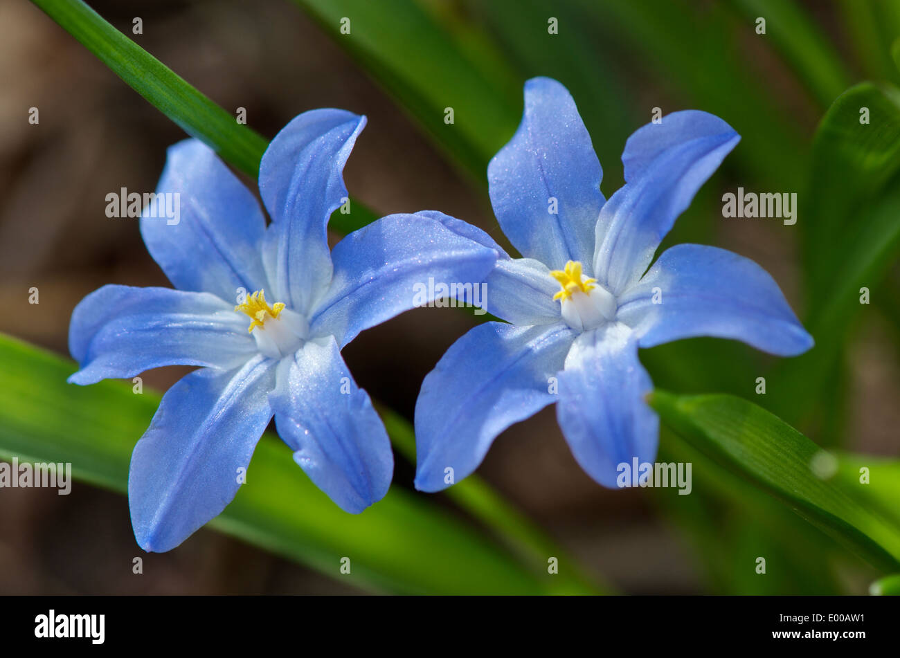 Chionodoxa luciliae ou gloire de la neige, de minuscules fleurs bleu pourpre apparaissant à la fin de l'hiver et au début du printemps. Banque D'Images