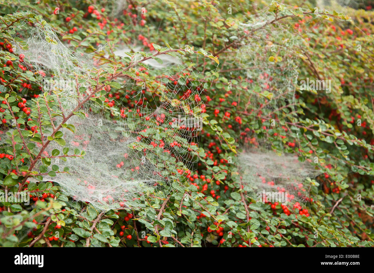 Des toiles d'Araignée drapés sur Cotoneaster avec fruits rouges au début de l'automne Banque D'Images