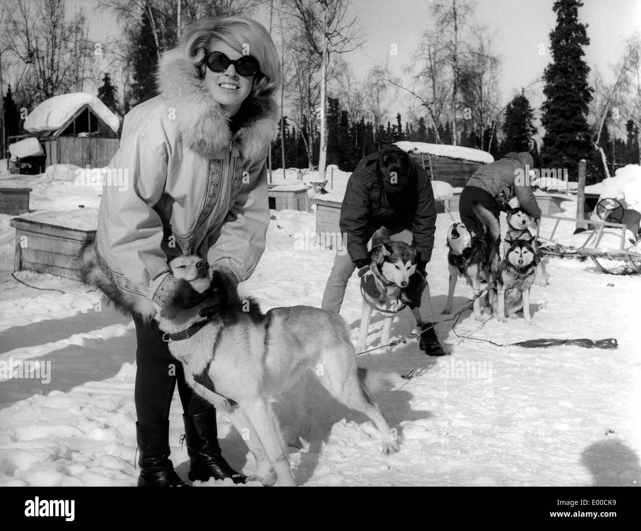 Les chiens de traîneau en Alaska Banque D'Images