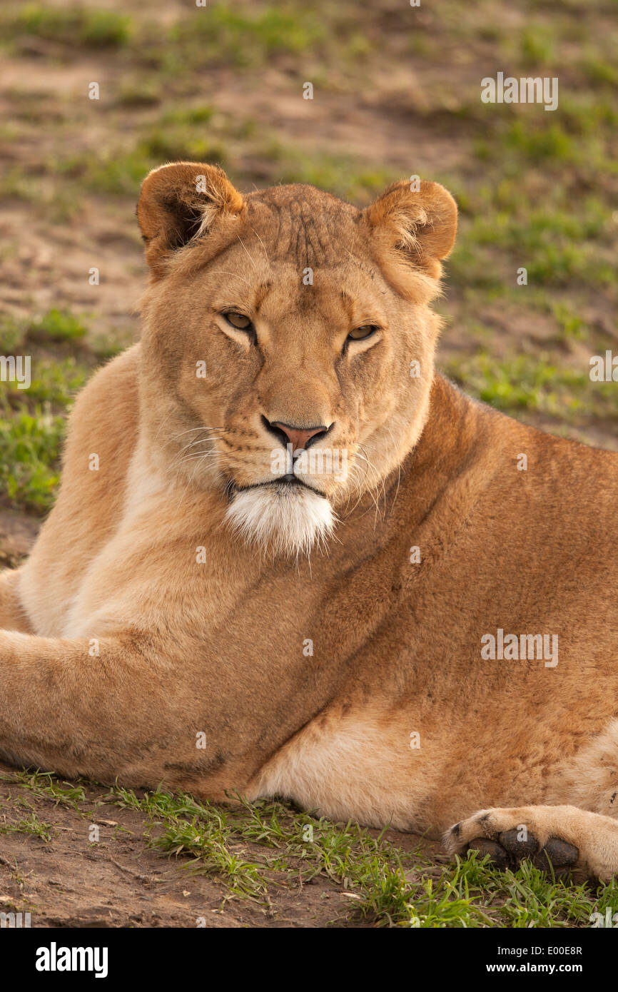 L'African Lion, Panthera leo, photographié en captivité Banque D'Images