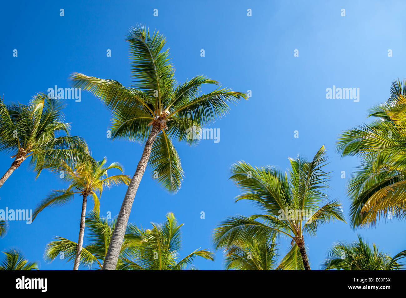 Palmiers sur fond de ciel bleu au coucher du soleil Banque D'Images