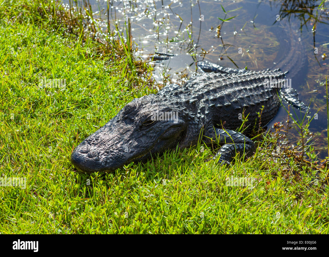 Les jeunes (Alligator mississippiensis) Alligator, par côté de Shark Valley loop road, le Parc National des Everglades, Florida, USA Banque D'Images
