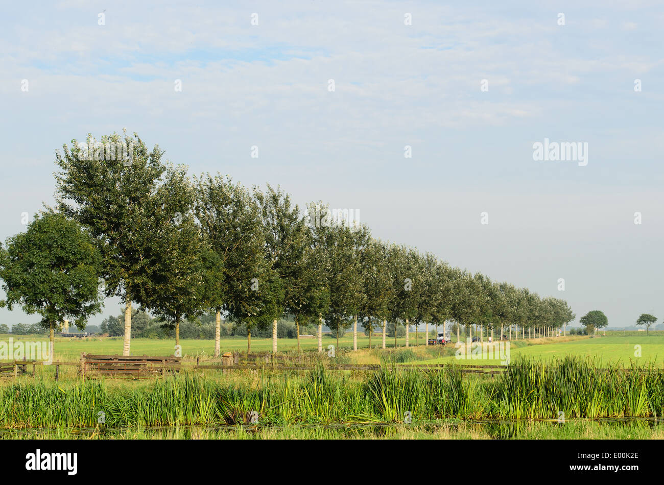 Avenue de l'arbre dans un plat typique, le vert, le paysage rural en Hollande. Banque D'Images