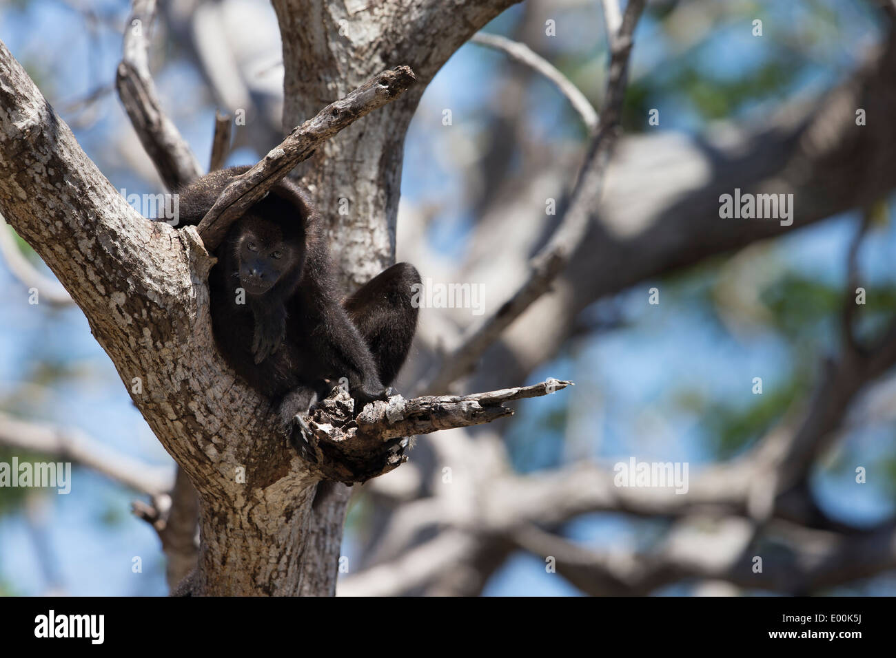 Singe hurleur noir (Alouatta caraya) chez Maya clé en Roatan, Honduras. Banque D'Images