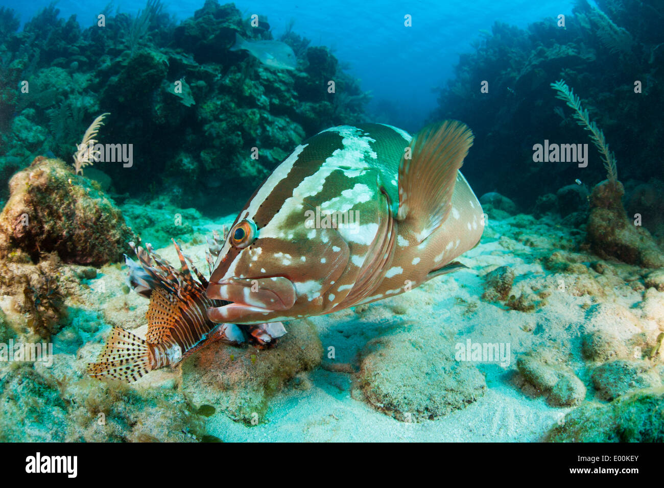 Mérou (Epinephelus striatus) manger un mort fraîchement harponnées et poisson-papillon rouge (Pterois volitans) Banque D'Images