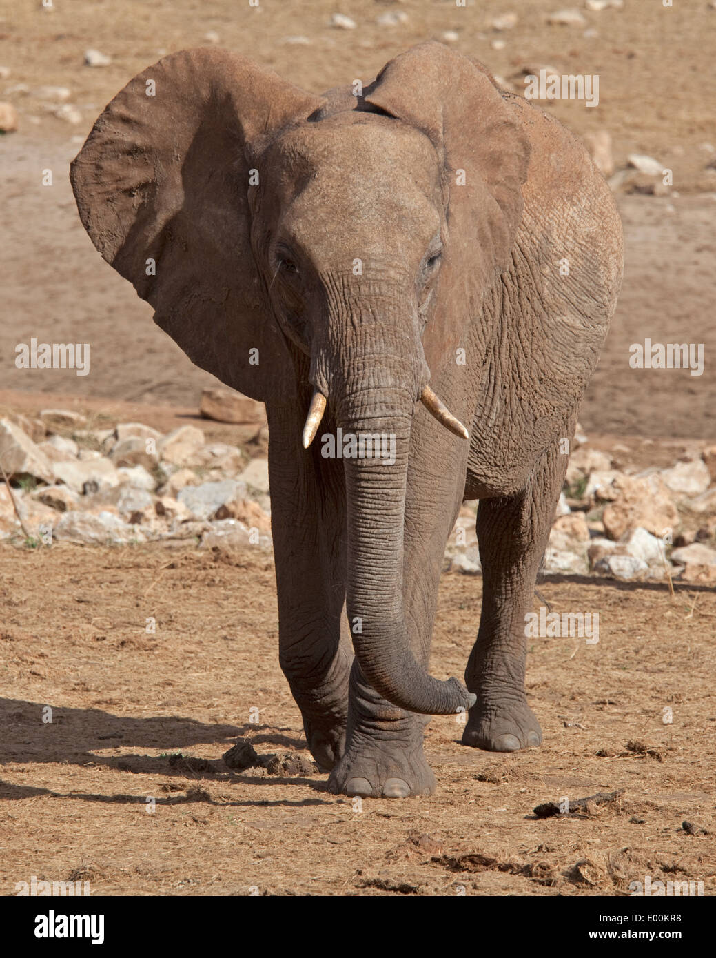 Seule la marche vers la caméra d'éléphants de Tsavo Ouest Kenya Taita Hills Banque D'Images