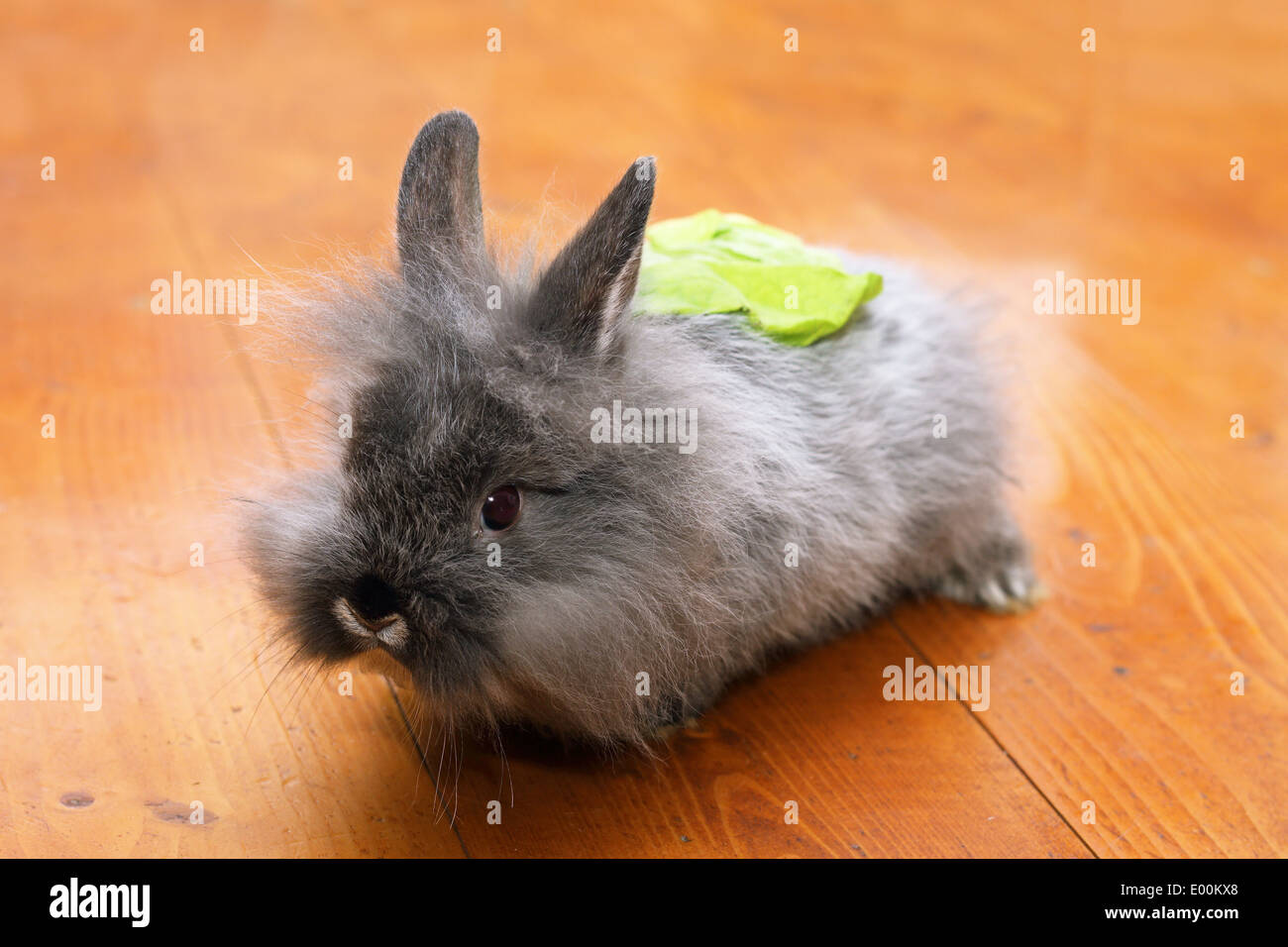 Bébé lapin drôle avec une salade à l'arrière debout sur un plancher en bois Banque D'Images