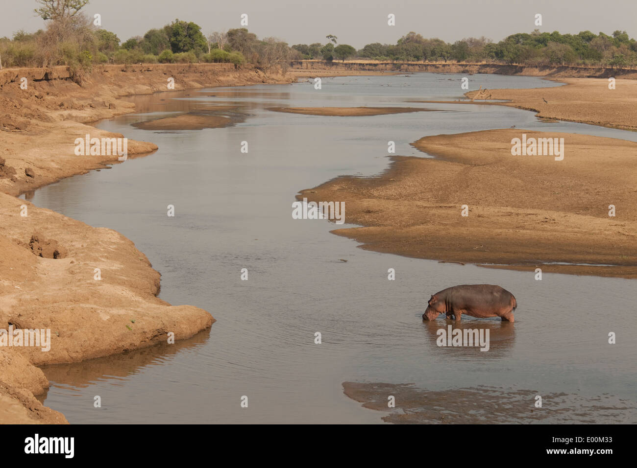 Seul permanent hippopotame Luangwa River saison sèche, bancs de parc national de South Luangwa en Zambie Banque D'Images