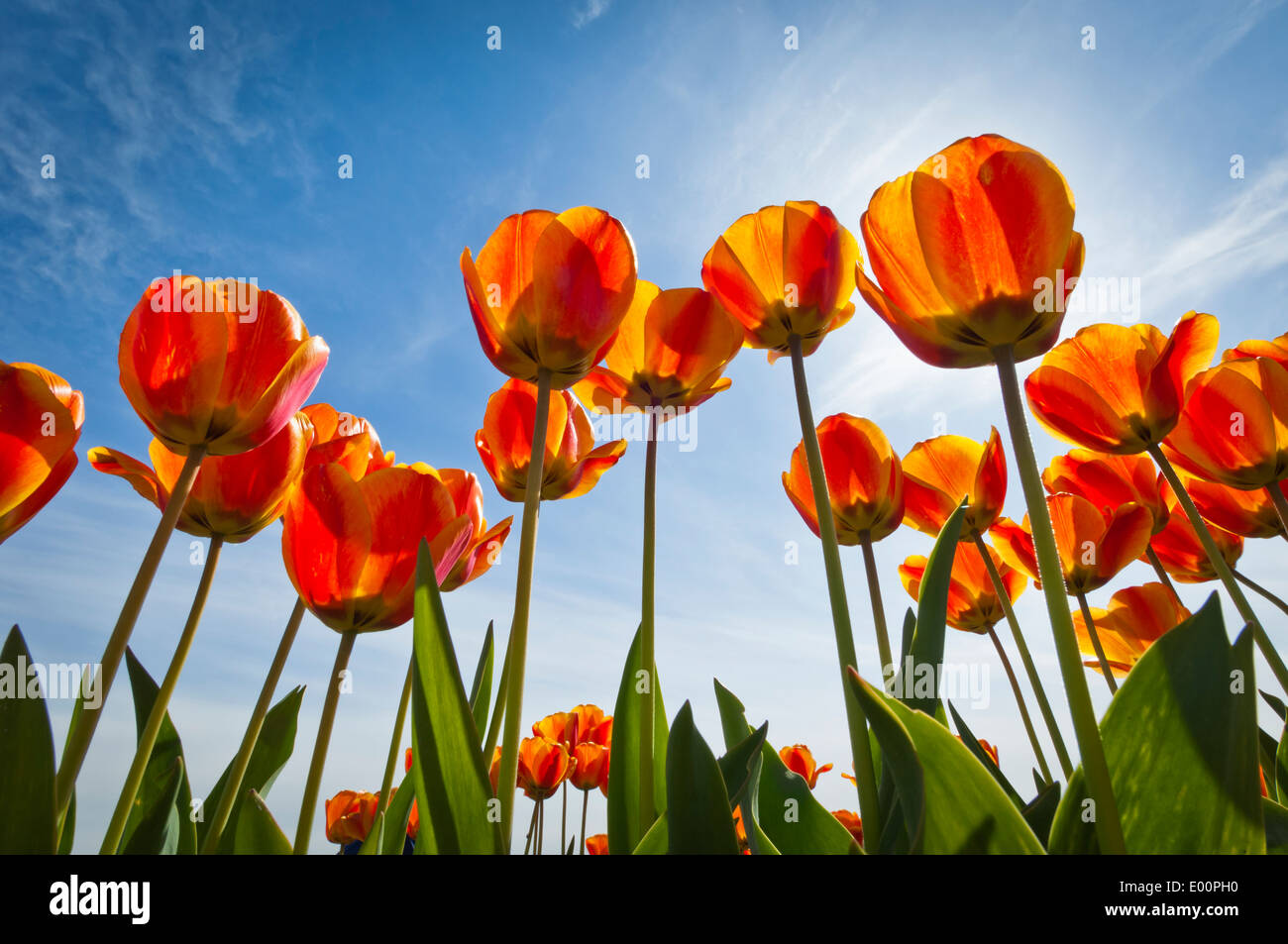 Les tulipes fleurissent dans la rivière Skagit Valley, Washington, USA Banque D'Images