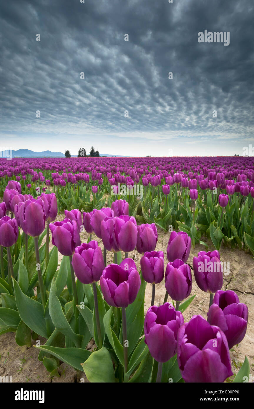 Les tulipes fleurissent dans la rivière Skagit Valley, Washington, USA Banque D'Images