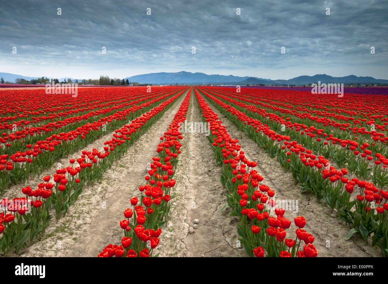 Les tulipes fleurissent dans la rivière Skagit Valley, Washington, USA Banque D'Images