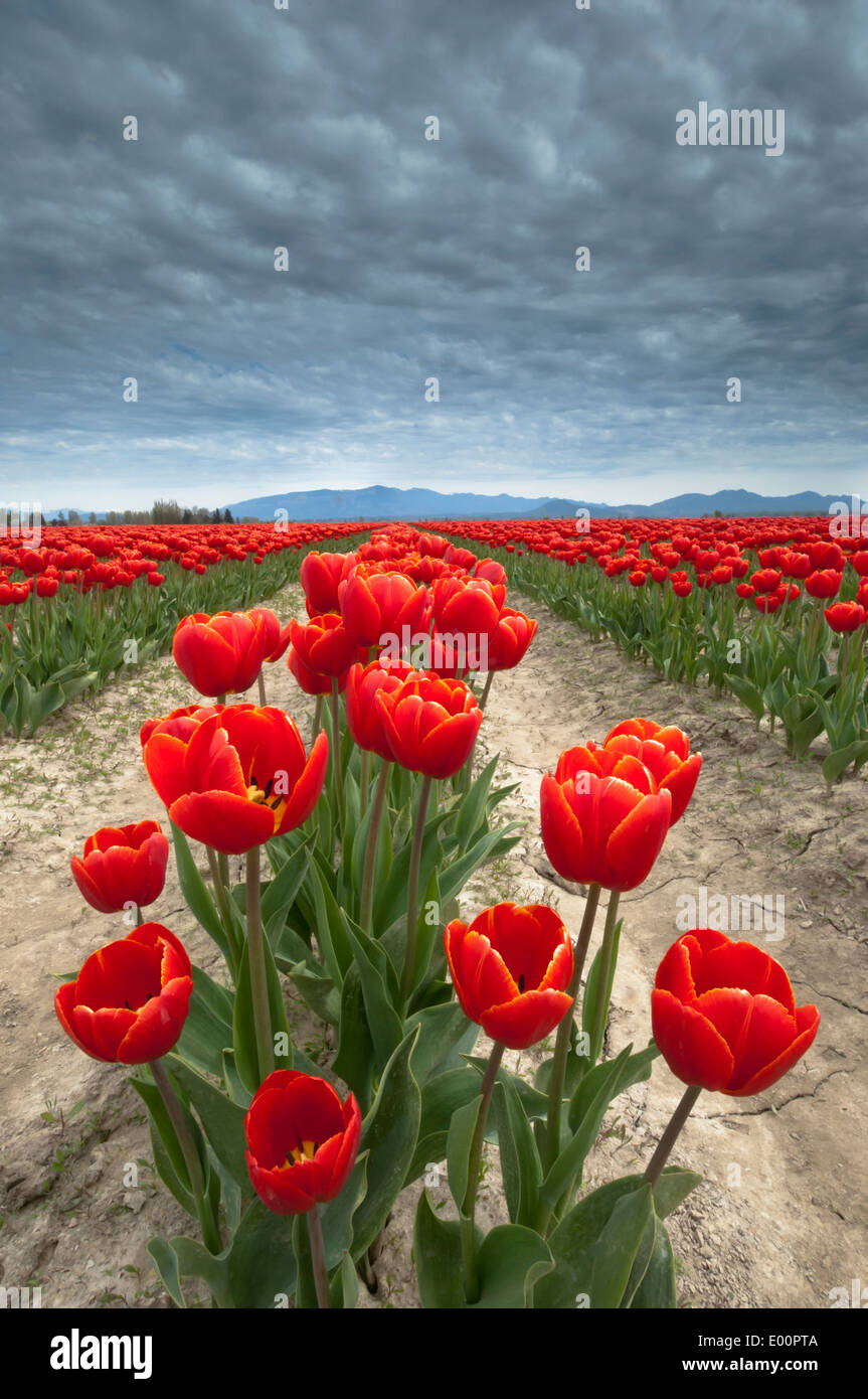 Les tulipes fleurissent dans la rivière Skagit Valley, Washington, USA Banque D'Images