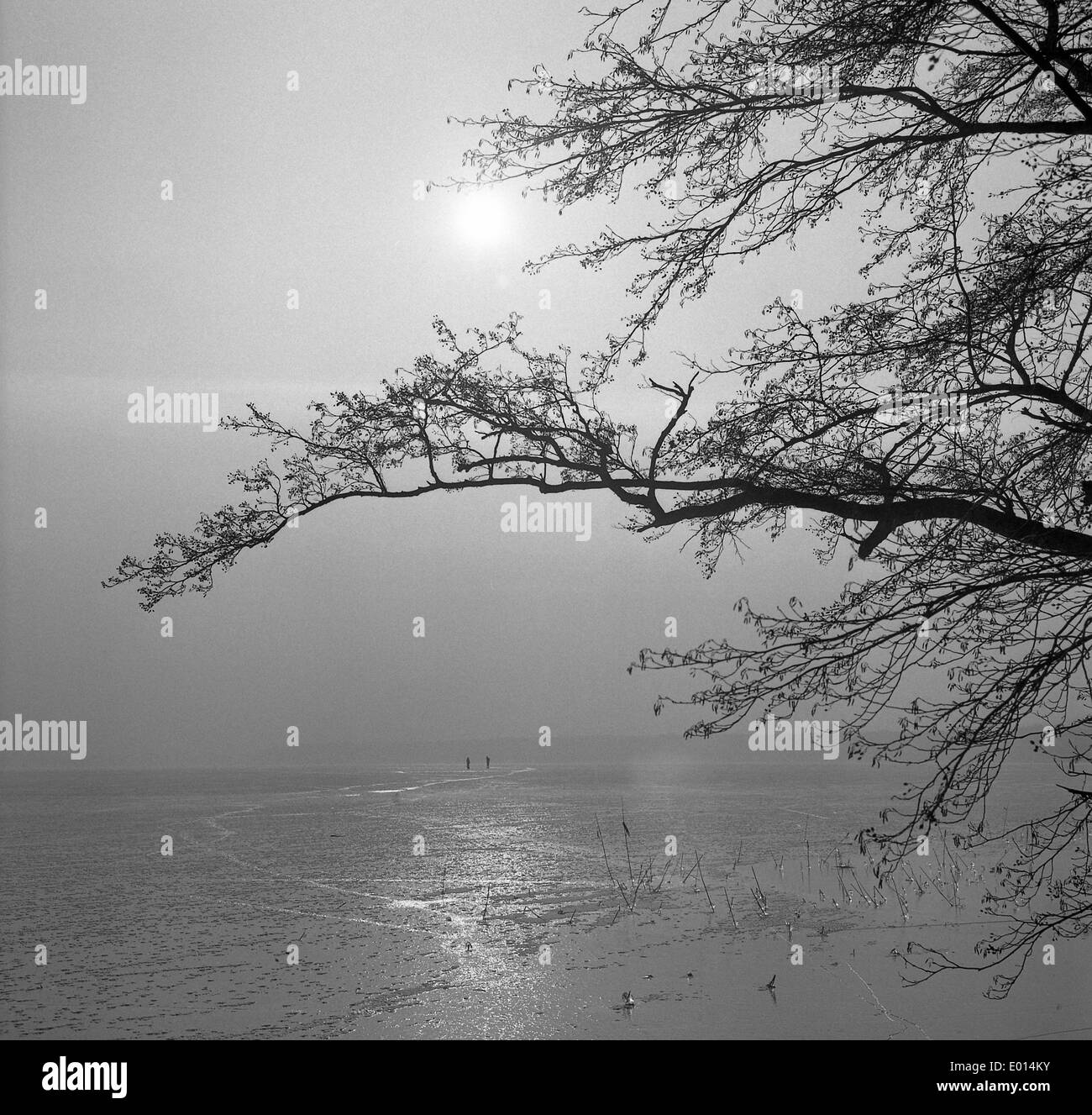 Soleil, nuages, lac gelé et tree à l'Scharmuetzelsee, 1976 Banque D'Images