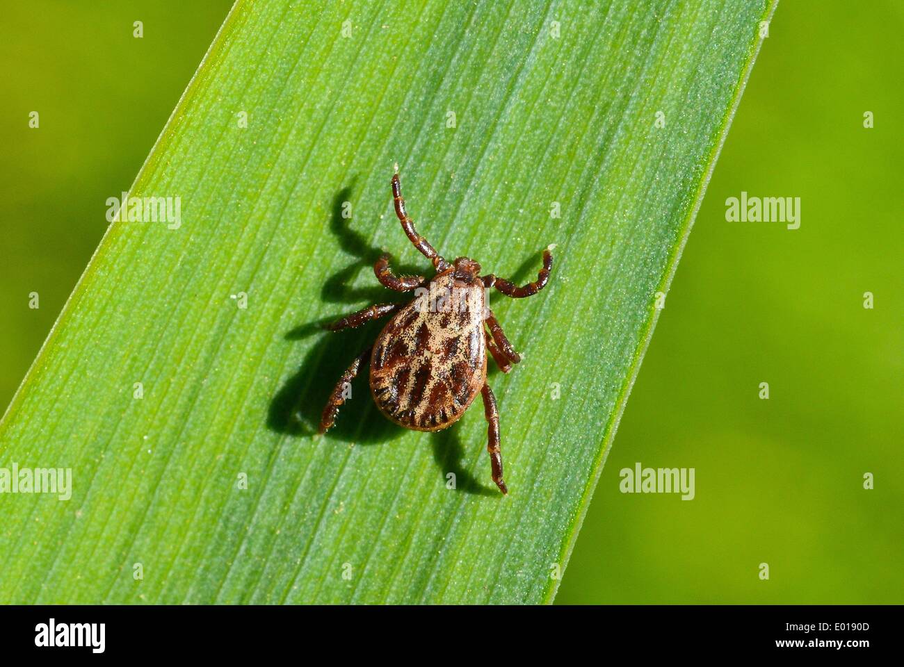 Sieversdorf, Allemagne. Apr 28, 2014. Une tique sur une feuille dans un jardin de Sieversdorf, Allemagne, 28 avril 2014. Les tiques peuvent transmettre des maladies comme la maladie de Lyme (borréliose de Lyme) ou l'encéphalite à tiques. Il y a environ 10 espèces de tiques en Allemagne seulement. Photo : Patrick Pleul/dpa/Alamy Live News Banque D'Images