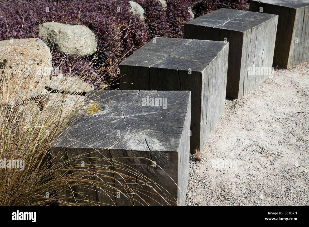 Attisé par des touffes de gazon evergreen Chionochloa rubra formant des tapis 'evergreen' Acaena intermis purpurea Purple Nouvelle Zélande Banque D'Images