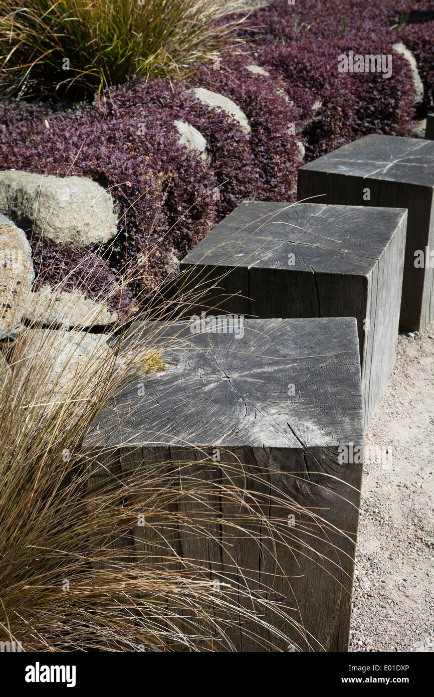 Attisé par des touffes de gazon evergreen Chionochloa rubra formant des tapis 'evergreen' Acaena intermis purpurea Purple Nouvelle Zélande Banque D'Images