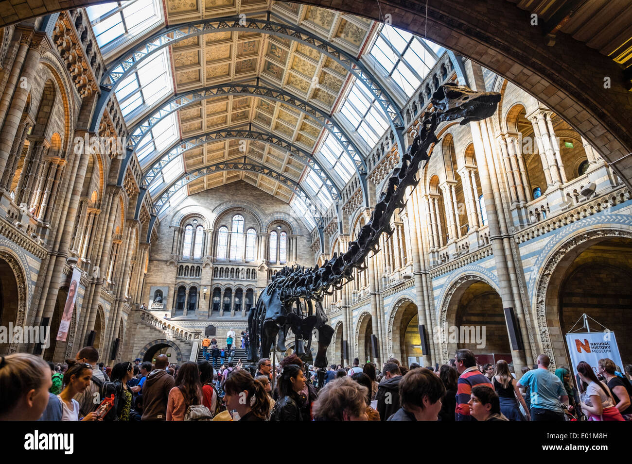Sur l'affichage des dinosaures au Musée d'Histoire Naturelle de Londres Royaume-Uni Banque D'Images