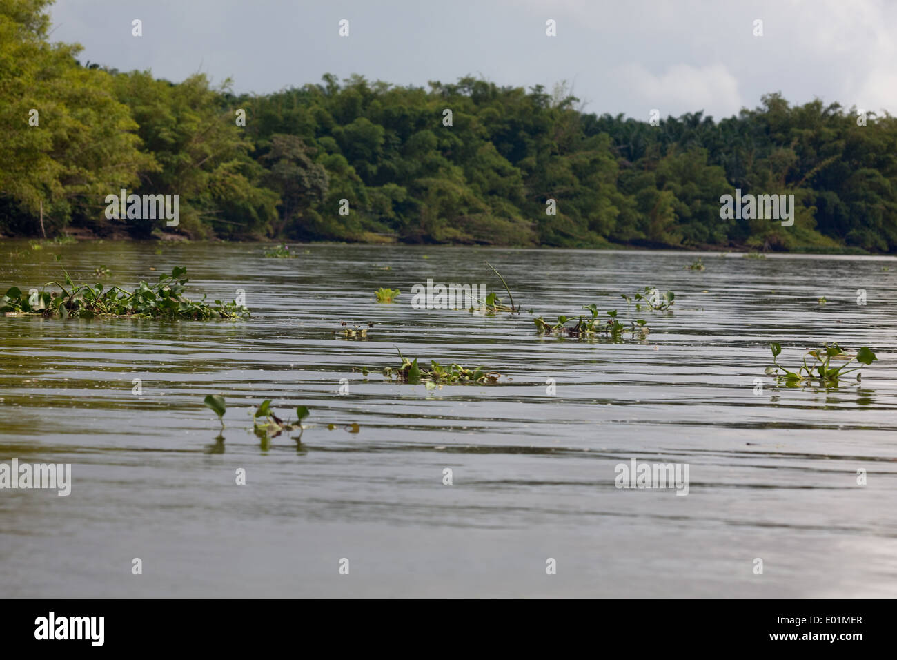 Jacinthe d'eau (Eichornia crassipes). Originaire d'Amazonie. Briser en morceaux, devenir de petits radeaux et s'envoler dans le c Banque D'Images