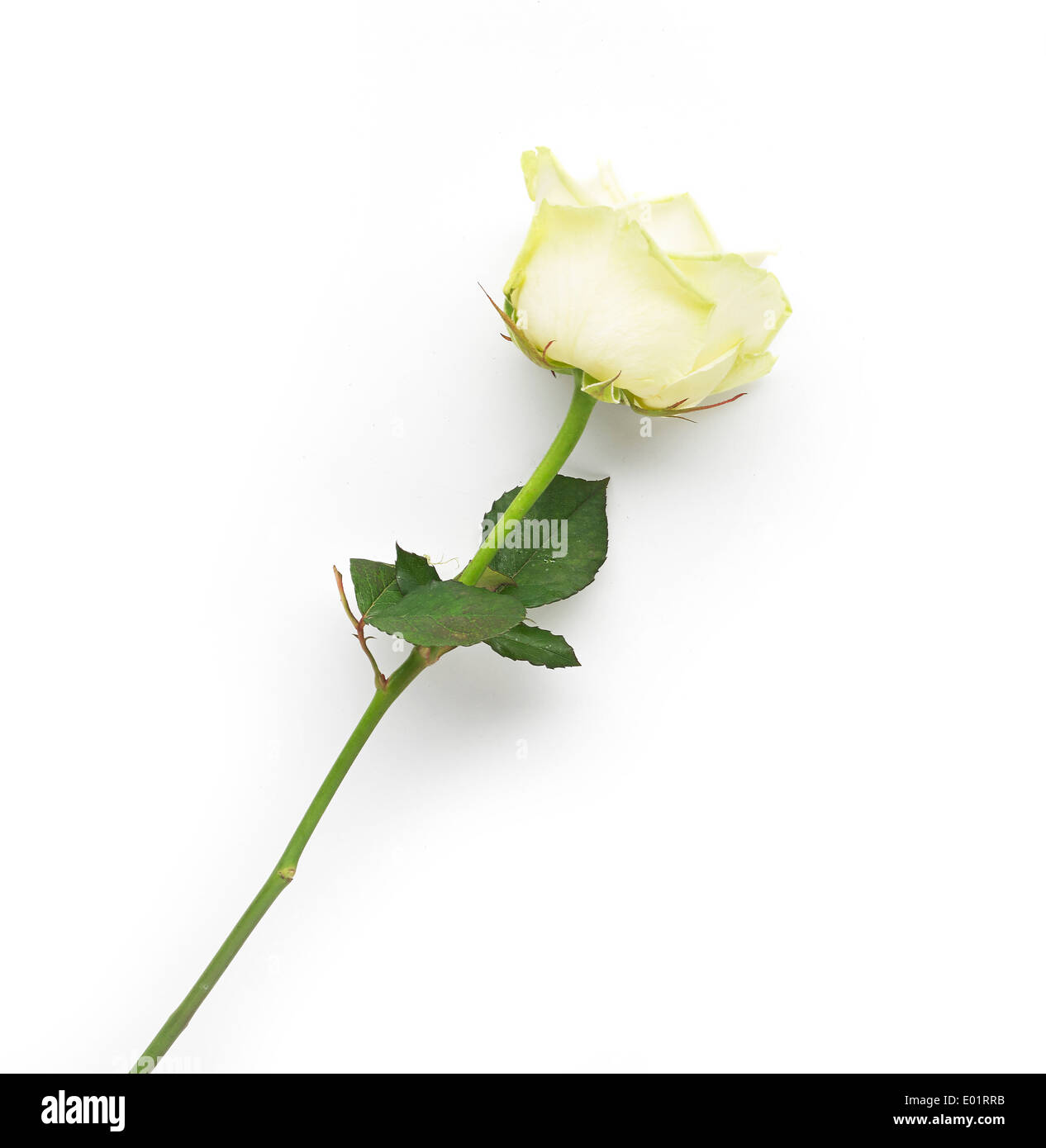 Seule la tige de rose, découper sur fond blanc Banque D'Images